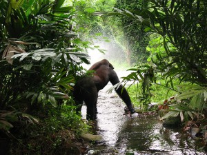ruanda-dschungel